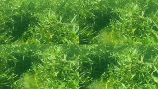 水下摄影茂盛的水草高清在线视频素材下载