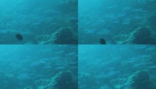 海洋底下的鱼群高清在线视频素材下载
