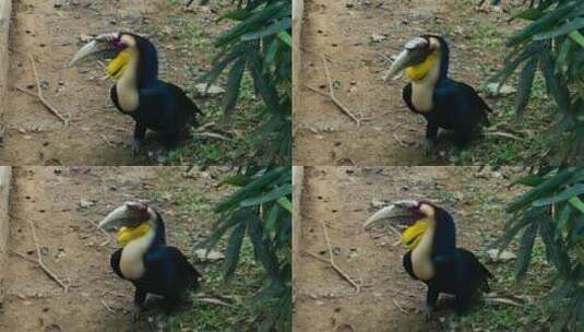动物园里的大嘴犀鸟高清在线视频素材下载