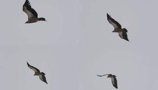 天空中飞翔的鹰高清在线视频素材下载