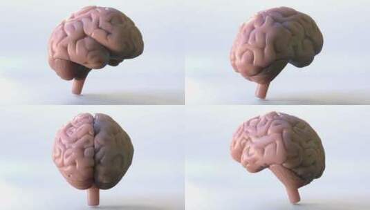 医学 大脑 脑科学 三维 脑ct1 模型高清在线视频素材下载