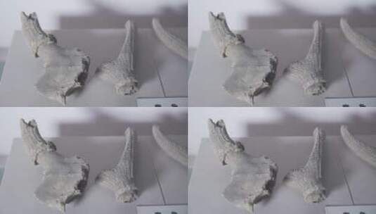 博物馆中的动物化石LOG视频素材高清在线视频素材下载