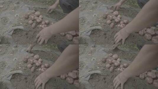 土豆种植收获土豆LOG视频素材高清在线视频素材下载
