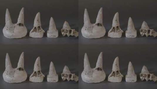 古人类牙齿骨骼化石LOG视频素材高清在线视频素材下载