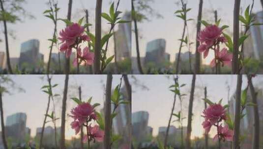 4K夕阳下的花朵高清在线视频素材下载