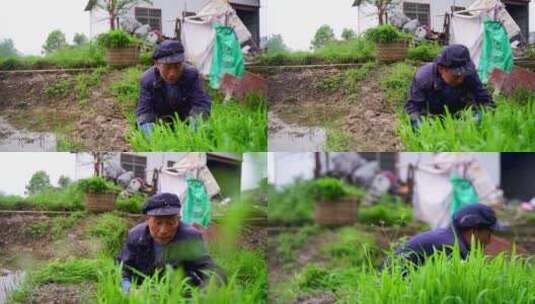 在田间割草的农民镜头6组高清在线视频素材下载