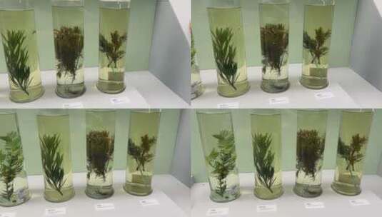福尔马林里浸泡的植物标本高清在线视频素材下载