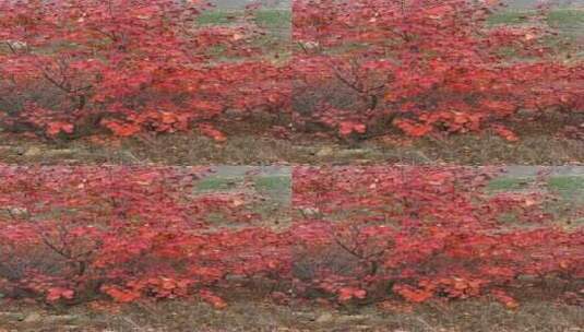济南南部山区天井峪村红叶满山高清在线视频素材下载