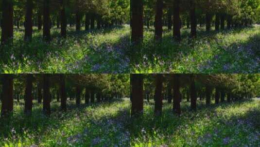 4K延时拍摄树林中的二月兰光影变化高清在线视频素材下载