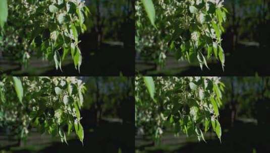 风吹动树叶绿叶高清在线视频素材下载