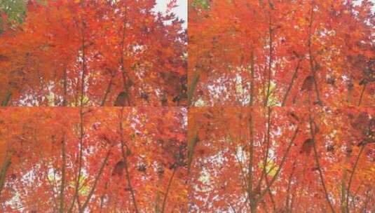 城市公园秋天里的红色枫叶高清在线视频素材下载