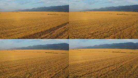 麦田小麦成熟高清在线视频素材下载