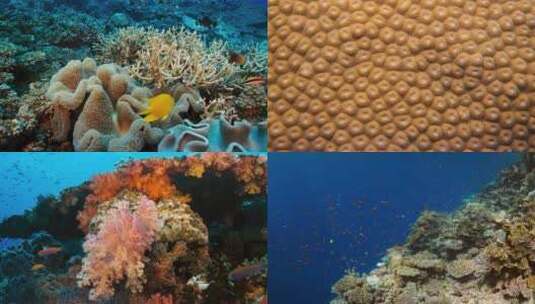超丰富的海底世界小鱼鱼群珊瑚水母大屏风景高清在线视频素材下载