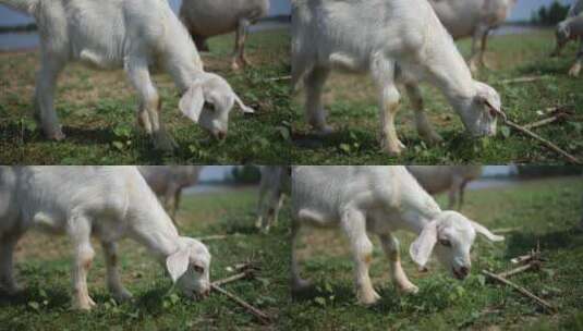 河边吃草的小羊山羊吃草的小羊羔户外拍摄高清在线视频素材下载
