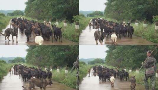 乡村放牧的羊群高清在线视频素材下载