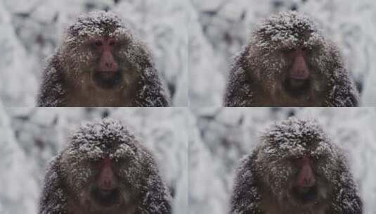 雪中的猴子高清在线视频素材下载