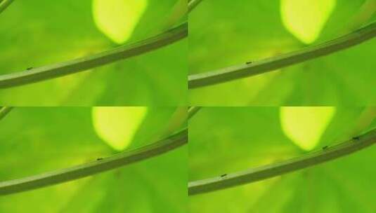 瓜藤上爬行的蚂蚁高清在线视频素材下载
