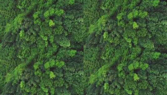 航拍森林景观高清在线视频素材下载