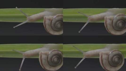 绿叶上爬行的蜗特写LOG高清在线视频素材下载