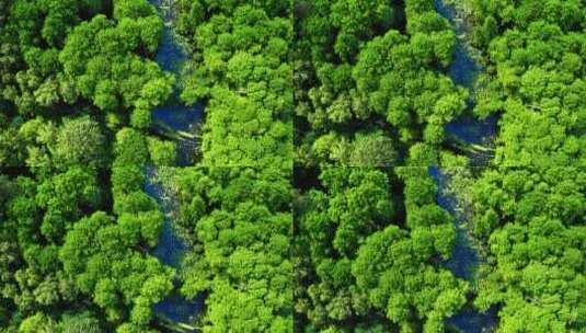 林中河流景观航拍高清在线视频素材下载