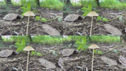 森林菌菇高清在线视频素材下载