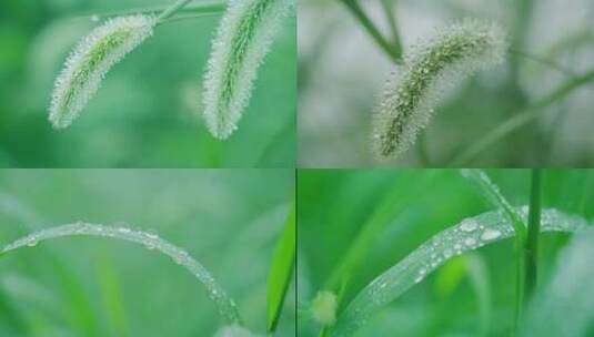 雨中带水珠的野草高清在线视频素材下载