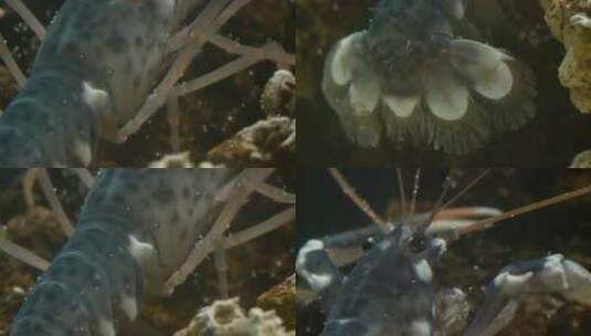 在水族馆拍摄的地中海龙虾的宏观镜头高清在线视频素材下载