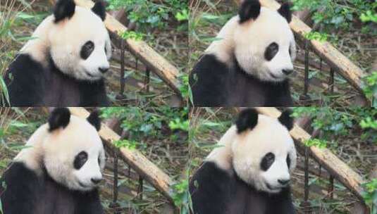 可爱的大熊猫4K高清在线视频素材下载