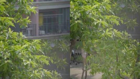 2022广州天河树木树叶住宅楼房白玉兰高清在线视频素材下载