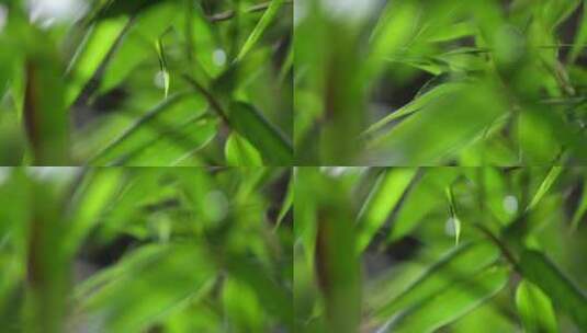 竹叶 细雨 朦胧 3高清在线视频素材下载
