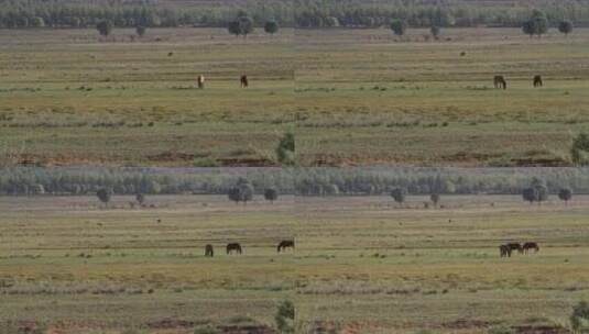 实拍在草原上吃草的马群高清在线视频素材下载