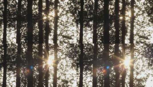 阳光透过树叶照进来的光高清在线视频素材下载