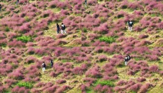 航拍户外秋天粉黛子花海里牵狗遛狗的人高清在线视频素材下载