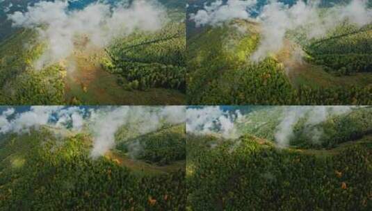 云雾缭绕的原始森林高清在线视频素材下载