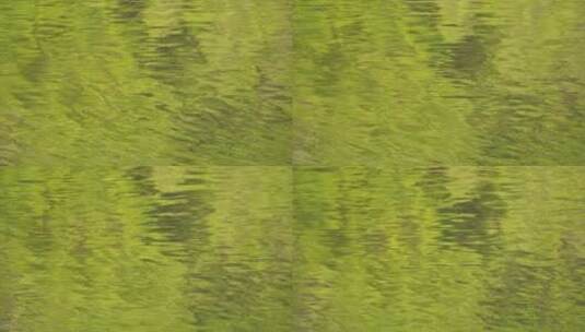 春天绿油油碧绿的小溪池塘高清在线视频素材下载