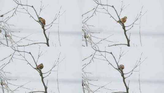 冬天树枝头小鸟金翅雀起飞高清在线视频素材下载