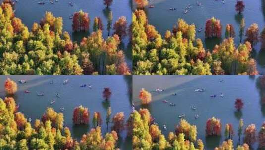 秋天色彩斑斓的水杉林高清在线视频素材下载