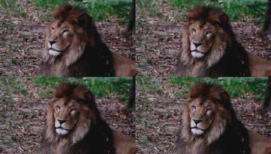 丛林中趴在地上的狮子高清在线视频素材下载