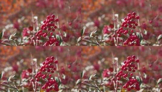 秋天的果实南天竹红色户外自然景色高清在线视频素材下载