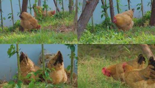 农家院子里的土鸡母鸡高清在线视频素材下载