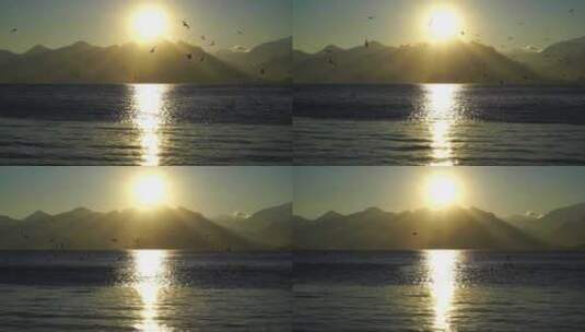 日出照的湖面波光粼粼 海鸥飞舞高清在线视频素材下载