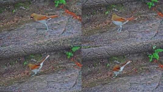 黄山棕噪鹛阴雨天活动高清在线视频素材下载