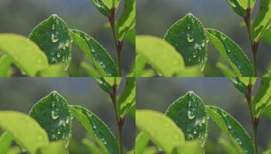 茶山茶园红茶绿茶茶叶种植高清在线视频素材下载