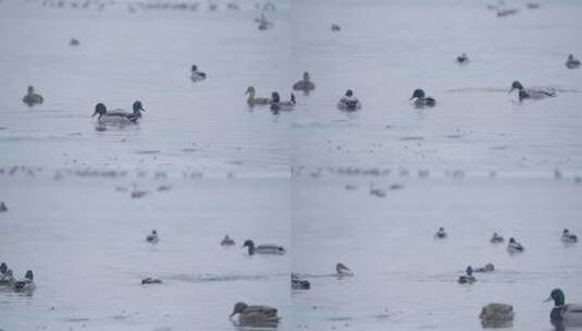 冬季湖面上野生绿头鸭和大雁在自由飞翔觅食高清在线视频素材下载
