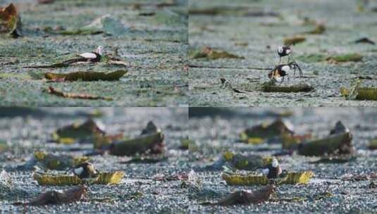 夏季浮叶植物芡实上的水雉鸟视频合集高清在线视频素材下载