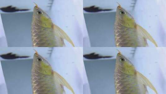 观赏鱼 宠物鱼高清在线视频素材下载