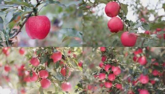 苹果 苹果树 果园高清在线视频素材下载