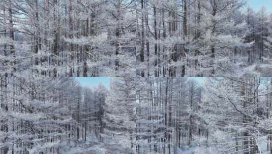 寒冬松林雪景松树林雪林雪松松枝挂雪高清在线视频素材下载