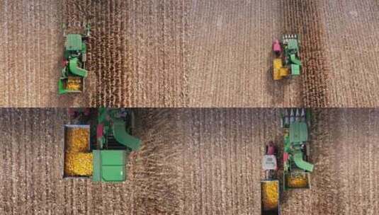 金秋玉米收割机田间作业高清在线视频素材下载