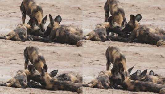 一群非洲彩绘狗为动物肉争吵。特写镜头高清在线视频素材下载